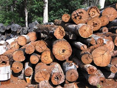 timber foot